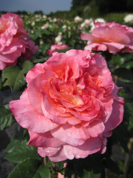 Stammrose Augusta Louise